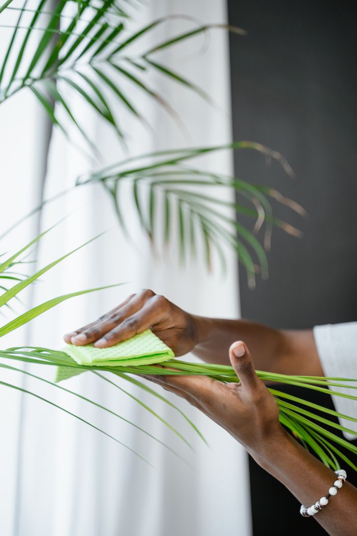 Close-up of hands gently cleaning indoor plant leaves with a cloth.